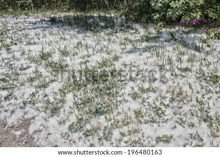 White snowlike seed hairs of poplar trees and green grass and weeds in the Pinewood forest on the Pialassa della Baiona brackish lagoon near Marina Romea along the  Adriatic seaside in Ravenna (Italy)