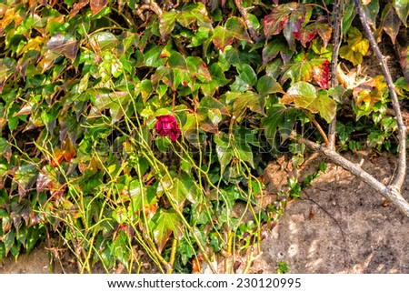 Red, green and orange leaves of a Boston Ivy, parthenocissus tricuspidata veitchii, and red rose in autumn on an old grunge wall in a tipical farmer house in Italian countryside