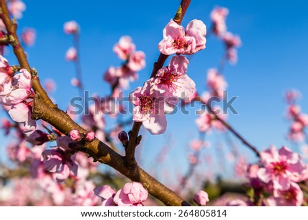 The arrival of spring in the blossoming of peach blossoms on trees: according to traditional agriculture these trees have been treated with strong fungicides