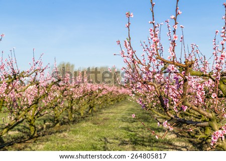 The arrival of spring in the blossoming of peach blossoms on trees planted in rows: according to traditional agriculture these trees have been treated with strong fungicides