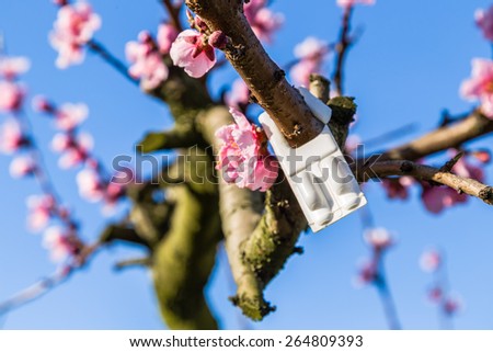 The arrival of spring in the blossoming of peach blossoms on trees: according to traditional agriculture these trees have been treated with strong fungicides