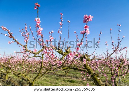 The arrival of spring in the blossoming of peach blossoms on trees planted in rows: according to traditional agriculture these trees have been treated with strong fungicides