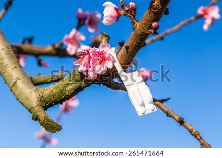 The arrival of spring in the blossoming of peach blossoms on trees: a white blister pack warns that according to traditional agriculture these trees have been treated with strong fungicides