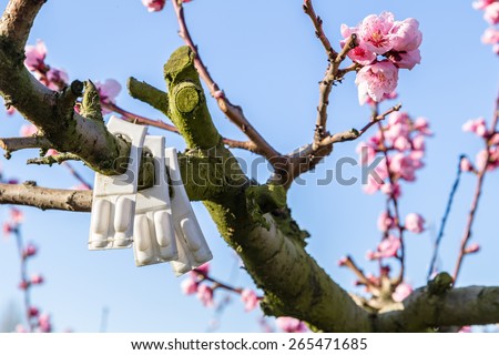The arrival of spring in the blossoming of peach blossoms on trees: a white blister pack warns that according to traditional agriculture these trees have been treated with strong fungicides