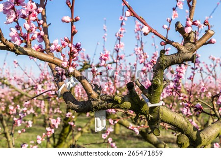 The arrival of spring in the blossoming of peach blossoms on trees in rows: white blister pack warns that according to traditional agriculture these trees have been treated with strong fungicides