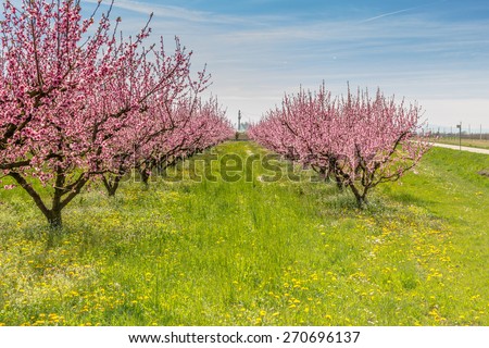 The arrival of spring in the blossoming of peach blossoms on trees planted in rows: according to traditional agriculture these trees have been treated with wide range fungicides
