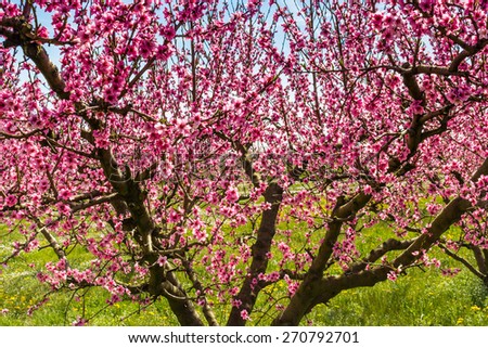 The arrival of spring in the blossoming of peach blossoms on trees planted in rows: according to traditional agriculture these trees have been treated with wide range fungicides