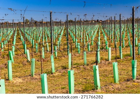 fields of newly planted orchards and organized into geometric rows according to the modern agriculture