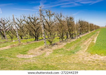 fields of abate pears trees, orchards organized into geometric rows according to the modern agriculture