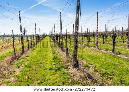 fields of newly planted vines and organized into geometric rows according to the modern agriculture