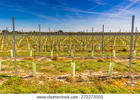fields of newly planted orchards and organized into geometric rows according to the modern agriculture