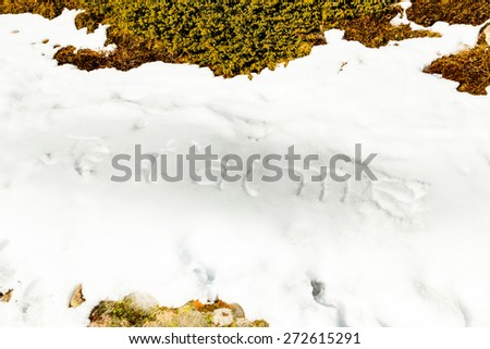 Je t\'aimee, French sentence written in capital letters on frozen white snow while brown weeds and moss in the foreground