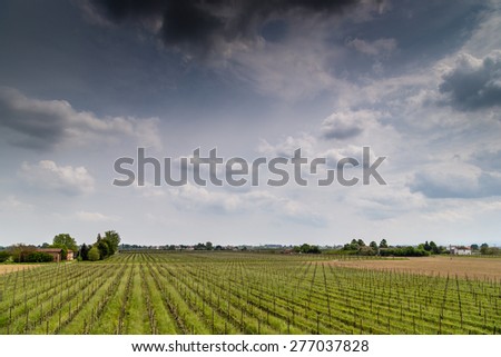 fields of orchards organized into geometric rows according to the modern agriculture on peaceful flat plain