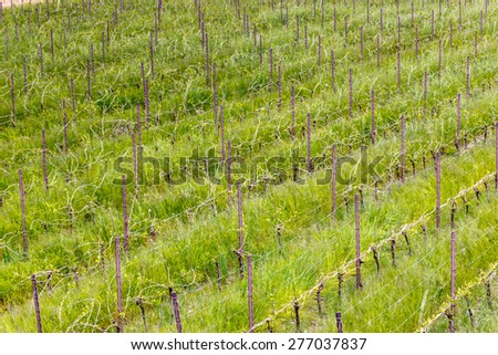fields of orchards organized into geometric rows according to the modern agriculture on peaceful flat plain