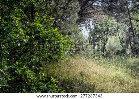 Plants in the pinewood forest along the Pialassa della Baiona brackish lagoon near Marina Romea on the  Adriatic seaside in Ravenna (Italy)