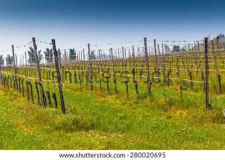 fields of vineyards organized into geometric rows according to the modern agriculture on peaceful flat plain
