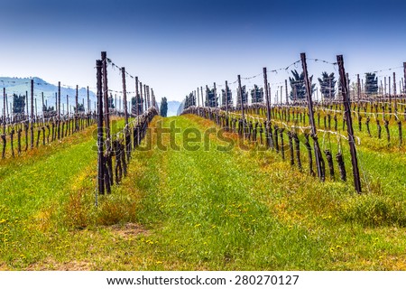 fields of vineyards organized into geometric rows according to the modern agriculture on peaceful flat plain