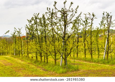 fields of orchards organized into geometric rows according to the modern agriculture on peaceful rolling hills