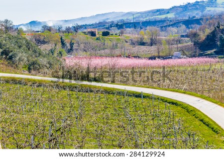 paved country road passing between fields of orchards organized into geometric rows according to the modern agriculture