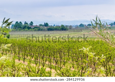fields of green orchards and organized into geometric rows according to the modern agriculture