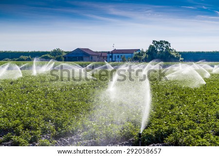 modern agriculture tecniques -  water irrigation of cultivated fields in the countryside in the north of Italy