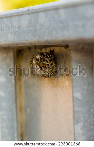 wasps, dangerous little insects - the presence of a hostile and dangerous nest on an automatic gate with steel bars