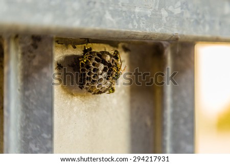 wasps, dangereous little insects - the presence of a hostile and dangerous nest on an automatic gate with steel bars