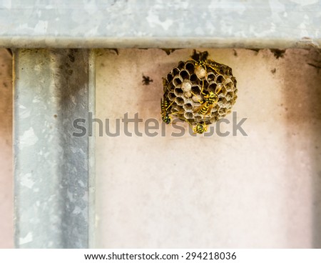 wasps, dangereous little insects - the presence of a hostile and dangerous nest on an automatic gate with steel bars