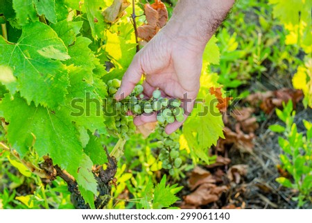 love for plants and good fruit,?? Caucasian senior  hand kindly takes care of  young bunch of still immature grapes in the midst of lush green leaves