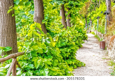 walk in the park on a path in the middle of trees and bushes in the country village in Italy