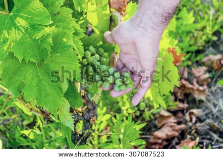 love for plants and good fruit, Caucasian senior  hand kindly takes care of  young bunch of still immature grapes in the midst of lush green leaves