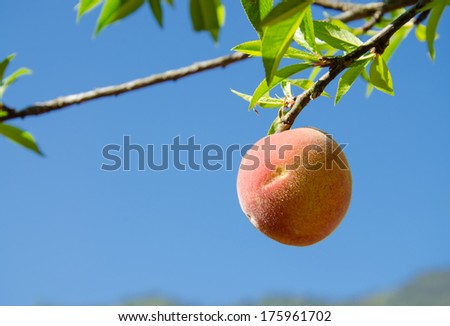 Peach fruits growing on peach tree branch.