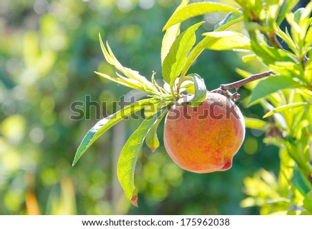 Peach fruits growing on peach tree branch.