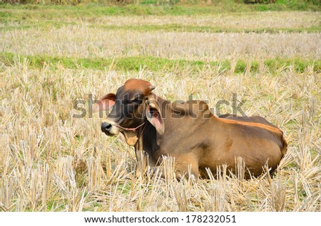 Brown cow lies down in the harvested field, rural area Thailand.