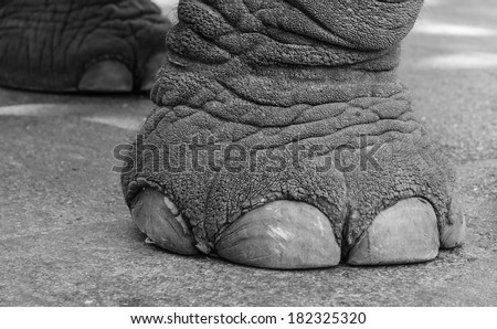 detail of elephant foot on street surface, close up, black and white.