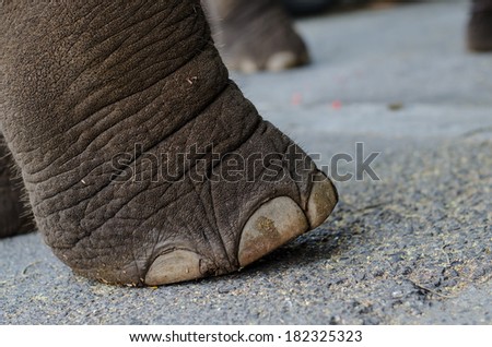 Detail of elephant foot on street surface, close up.