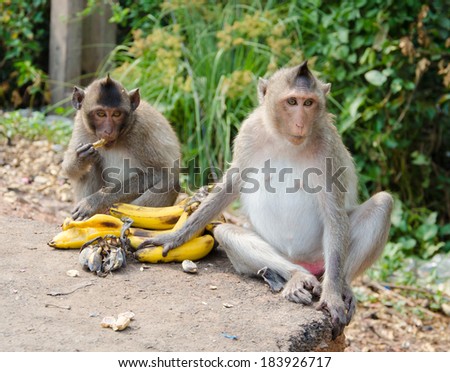 Two monkeys sitting beside the street and eating banana.