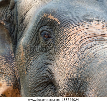 Detail of an elephant face, close up.