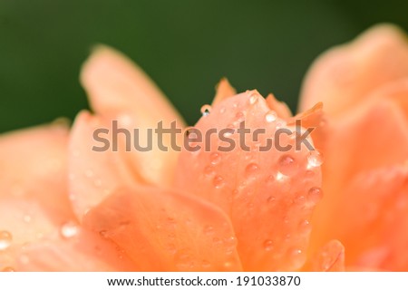 Water drops on orange rose petals with dark green background, macro.