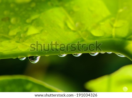 Water drops from green leaf after raining, macro.