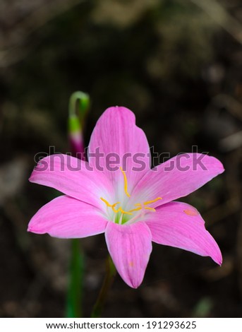 Rain lily flower. Zephyranthes Lily ,Fairy Lily, Little Witches. (Zephyranthas sp.)