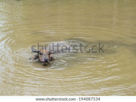 Water buffalo or domestic Asian water buffalo (Bubalus bubalis)