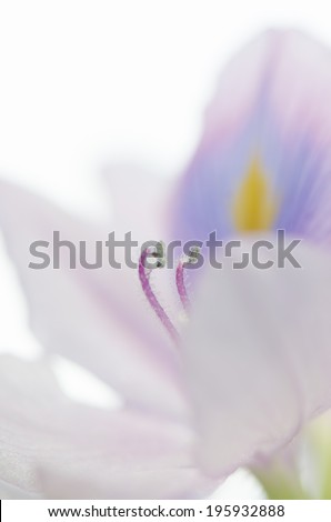 Sweet purple color of Water Hyacinth flower, soft background.