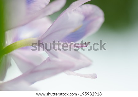 Sweet purple color of Water Hyacinth flower, soft background.