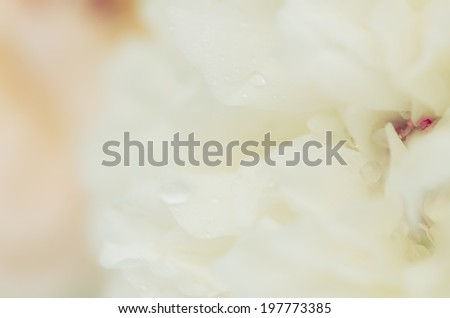 Soft background of light pink and white rose petals with water drops, retro.