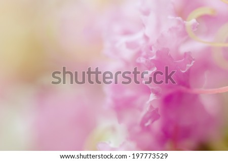 Soft background of light purple flower, macro.