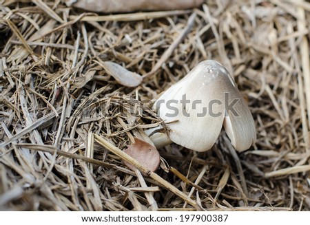 Straw mushroom growing on pile of rice straw.