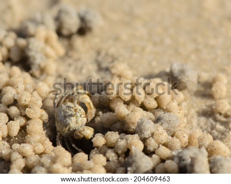 A ghost crab on the beach, close up.