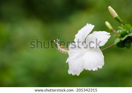 White Hibiscus flower or Chinese rose on green background.