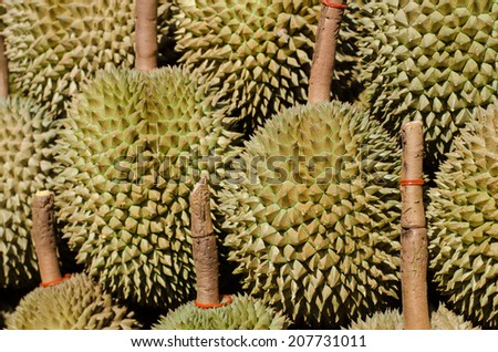 Durian, king of fruit, famous fruit in Thailand.